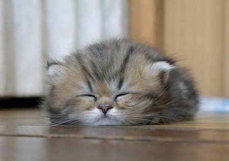 A picture of a nice kitten